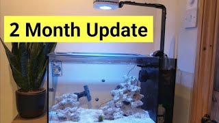 Early Stages Of A Nano Tank Fluval Evo 135 No Skimmer [upl. by Egreog560]