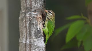 White Cheeked Barbet [upl. by Ahiel]