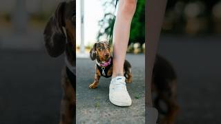 If anxiety were a dog 😅 Street Portraits with a Dachshund Puppy [upl. by Falk]