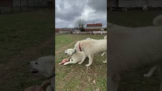 Akbaş hiyerarşi kavga kangal Akbash hierarchical fights on dogs kardeş kavgası fight dog [upl. by Noskcaj]