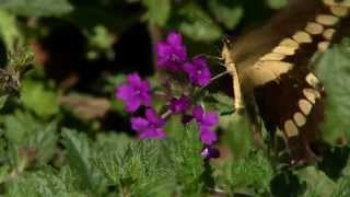 Super Plant Homestead Purple verbena best planted in fall [upl. by Sager]