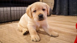 Labrador Puppy Finds Out What A Belly Rub Is [upl. by Elleinnod]