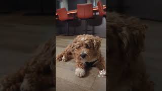 HeadTilt check 🐾dog puppy cute maltipoo [upl. by Ahgem]