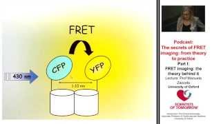 The secret of FRET imagine from theory to practice  Part 1 [upl. by Llenor]