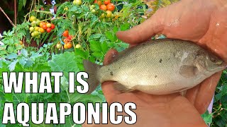 What is Aquaponics amp How Does it Work [upl. by Victorine]