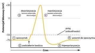 PRZEWODZENIE IMPULSU SZYBKO depolaryzacjarepolaryzacjapotencjał spoczynkowy [upl. by Folberth97]