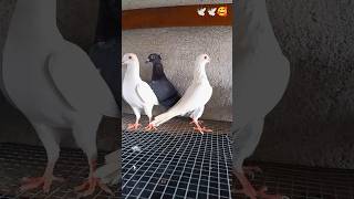 Madrasi kabutar ki ♡ short video best madrasi pigeon Pigeon [upl. by Anayet]