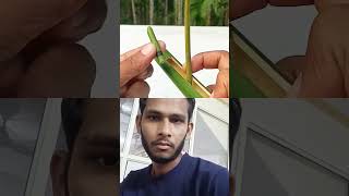 DIY  Green Bamboo Slingshots bamboo reactionbambooart Slingshots woodworking woodworking [upl. by Cirdek]