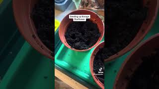 Borage Starflower seed potting allotment food herbs livinglife growingvegetable [upl. by Uhthna]