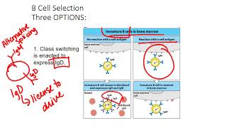 B cell Selection [upl. by Aihseyn]