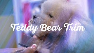 Toy Poodle in a Teddy Bear Trim Dog grooming by Diane Betelak [upl. by Adlemy]