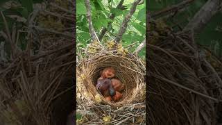 The cuckoo pushes the shrike chick but the shrike doesnt know the cuckoo杜鹃鸟在伯劳鸟眼皮底下推雏鸟，伯劳鸟就认不出来吗？ [upl. by Gorton564]