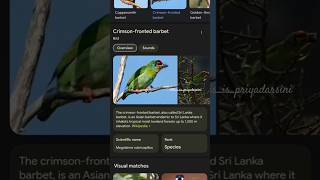 🌿coppersmithbarbet🦜silopogon haemacephalusଥୁଣ୍ଟା ସୁଇ  wildlife nature love yt bgmi song [upl. by Odelia]