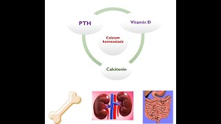 🔴 Calcium Homeostasis amp Regulation DrHazem Sayed [upl. by Etty999]