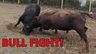 the BULLS BATTLE for dominance  combining the cattle herds amp turning them out on fall pasture [upl. by Streetman]