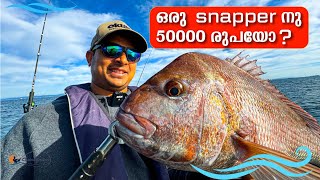 Bream Bay fishing viral fishing snapper trending fish softbaits Bait ball [upl. by Whitaker]