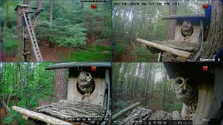 Mama Daytime Visit 2024 09 14 Barred Owl Leesville Owls Live Stream [upl. by Cynera252]