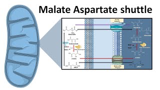 Malate aspartate shuttle system [upl. by Chellman955]