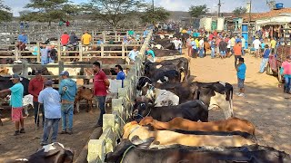 FEIRA DE GADO EM CAMPINA GRANDEPB 20112024 [upl. by Spieler]