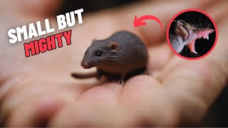 Etruscan Shrew The Smallest Mammal In The World [upl. by Raimund]