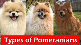 5 Different Types of Pomeranians  Types of Pomeranian  That are popular today [upl. by Anderea693]