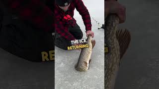 Fisherman Releases Massive Northern Pike Back to the Lake 🐟 🥰 [upl. by Banks]