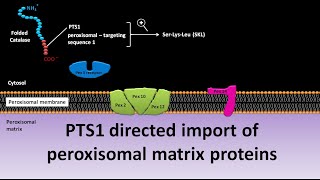 Import of peroxisomal matrix proteins [upl. by Agostino]