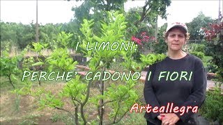 I LIMONI POSSIBILI CAUSA DELLA CADUTA DEI FIORI [upl. by Leur]