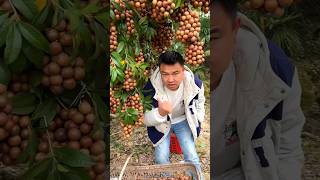 Macadamia Nuts 🥜🥜 Harvesting from Farm With Beautiful Fruit Garden 🏡 shorts youtubeshorts [upl. by Eentruoc281]