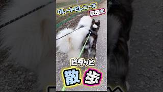 【超大型犬•大型犬の散歩をしてみた結果…やたらとピタッとして可愛いかった🐻‍❄️🐯💨】 shorts [upl. by Grannias]