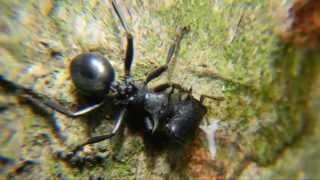 Cephalotes atratus [upl. by Anaz432]