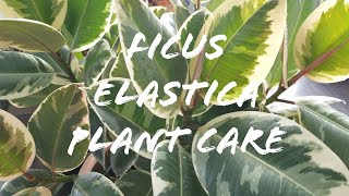 Ficus Elastica Plant Care [upl. by Guildroy]