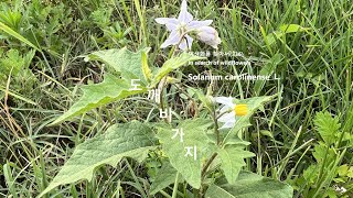 도깨비가지 Solanum carolinense 야생화를 찾아서336 in search of wildflowers 유등천 강턱 Yudeungcheon Riverside [upl. by Yorick850]