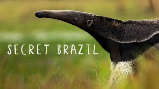 Secret Brazil Wild Pantanal National Geographic Documentary HD 2017 [upl. by Suoiluj]