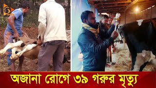 মিনিটে মিনিটে মারা যাচ্ছে গরু  Nagorik TV Special [upl. by Nerrot273]