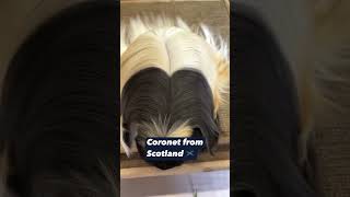 Long haired guinea pig with a crest …must be a coronet …from Scotland 🏴󠁧󠁢󠁳󠁣󠁴󠁿 [upl. by Blank]