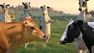 Funny Cow Dance 4  Cow Dance Song Videos 13 [upl. by Veronike]