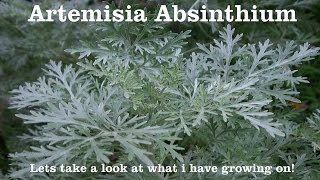 Wormwood  Artemisia absinthium  You wont believe it with your own eyes [upl. by Adamsun]