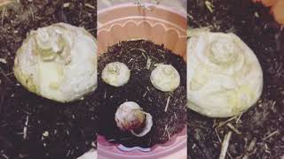 How to plant hyacinth 🪻 [upl. by Styles]