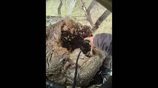 Big Tree Big Rot climbing removal [upl. by Stenger]