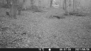 Ruthin North Wales Black panther caught on woodland trail camera [upl. by Alimhaj898]