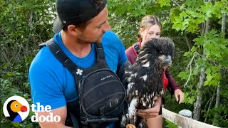 Guy Rescues Eagle From River Just In Time  The Dodo [upl. by Arakat]