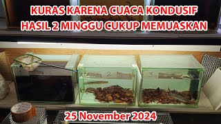 CUACA GA STABIL KURAS KARENA IKAN KUNCUP  HASIL MASIH OKE WALAU CUMA 2 MINGGU [upl. by Maighdiln541]