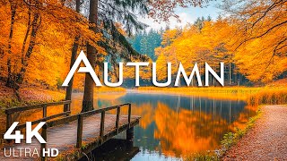 Enchanting Autumn Forests with Beautiful Piano Music🍁4K Autumn Ambience amp Fall Foliage 20 [upl. by Evyn976]