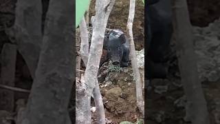 Komodo dragon hunt Piglets during the day 💥🔥 trending komodo lizard animals [upl. by Quintie367]