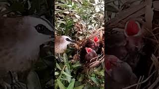 Yellowvented bulbul birds try to feed the baby foreverbaby village review [upl. by Mikeb477]