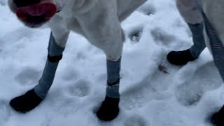 Great Pyrenees coonhound gets epic snow boots ​⁠Walkeepaws [upl. by Elsey]