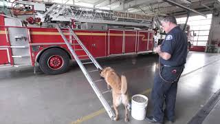 Search amp Rescue Dog Demonstration featuring Firefighter Jason Kent amp Cannon [upl. by Rye]