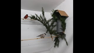 Bullfinch Nest Construction [upl. by Holna]