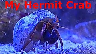 My Hermit Crab and Nassarius Snails [upl. by Nawiat]